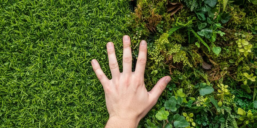 Comparación de textura y aspecto visual entre césped artificial vertical y plantas naturales